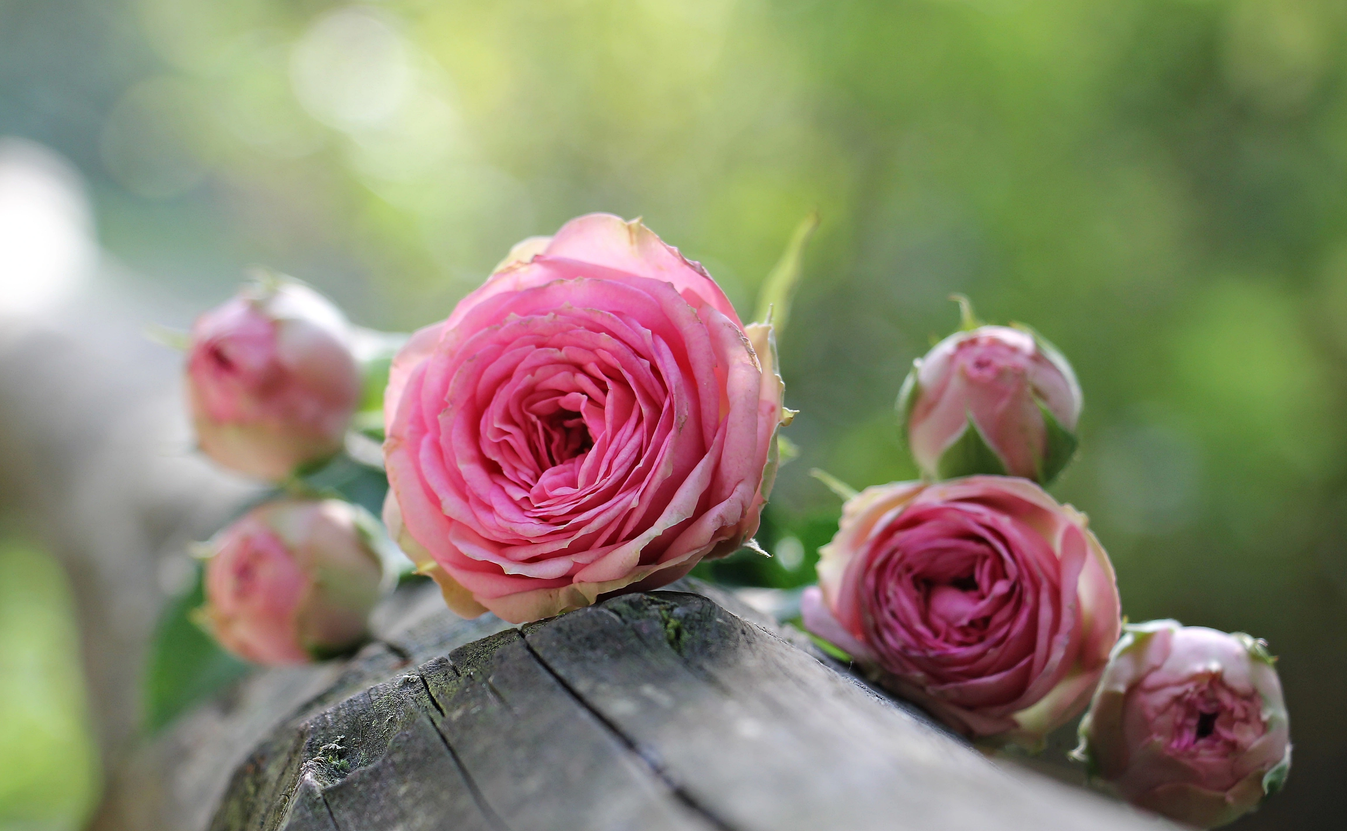 Floral Market Growth Next Year