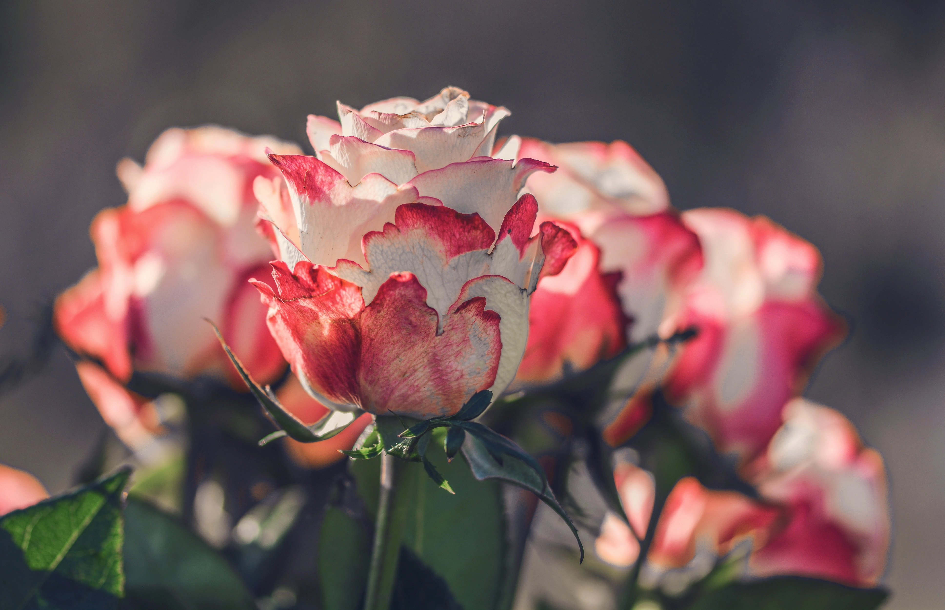 Why Your Flower Shop Website Might Not Be Getting as Many Orders (And How to Fix It)