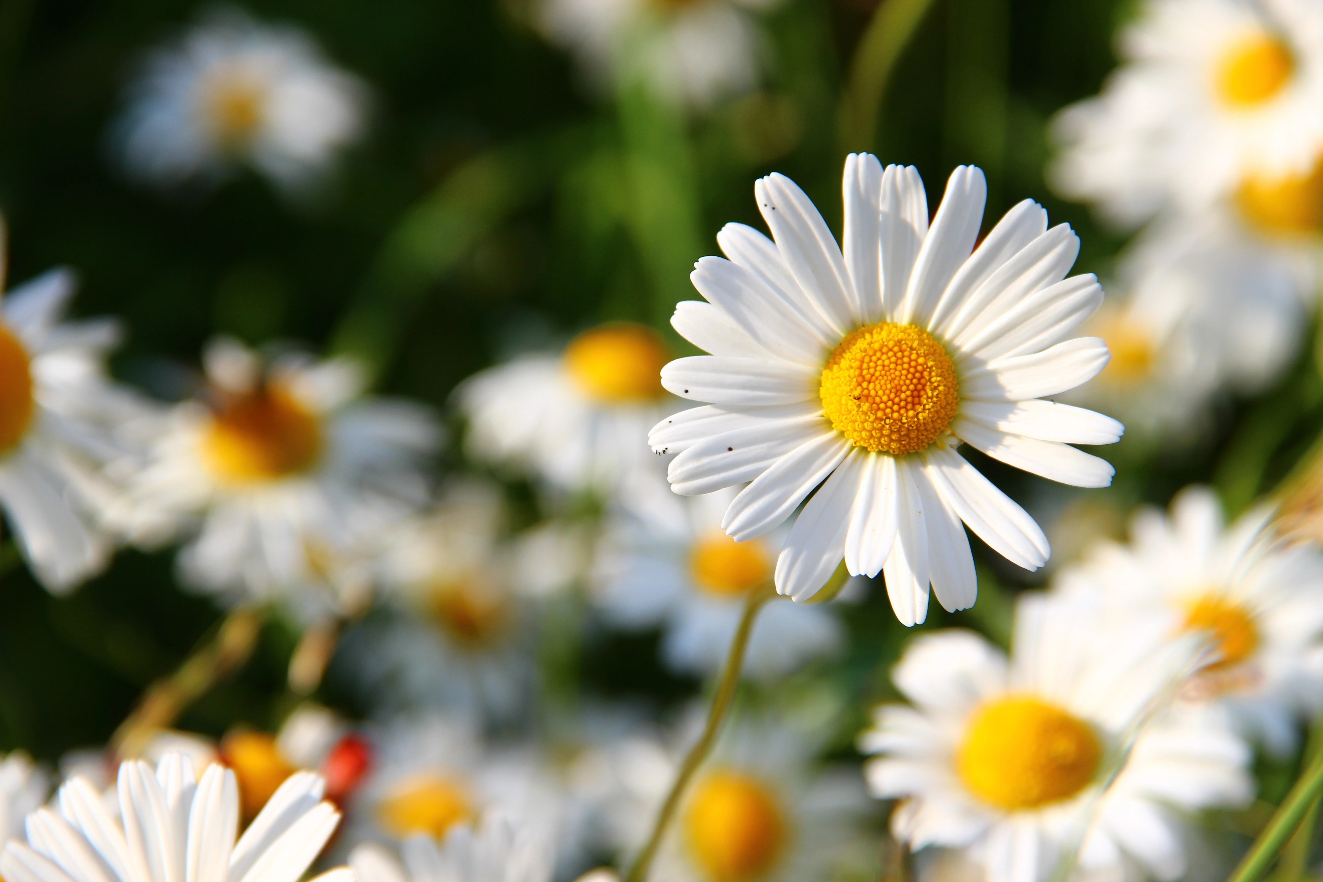 Using Google Ads to Market Your Flower Shop Website